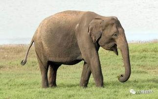 娱乐吃瓜酱大象鼻子